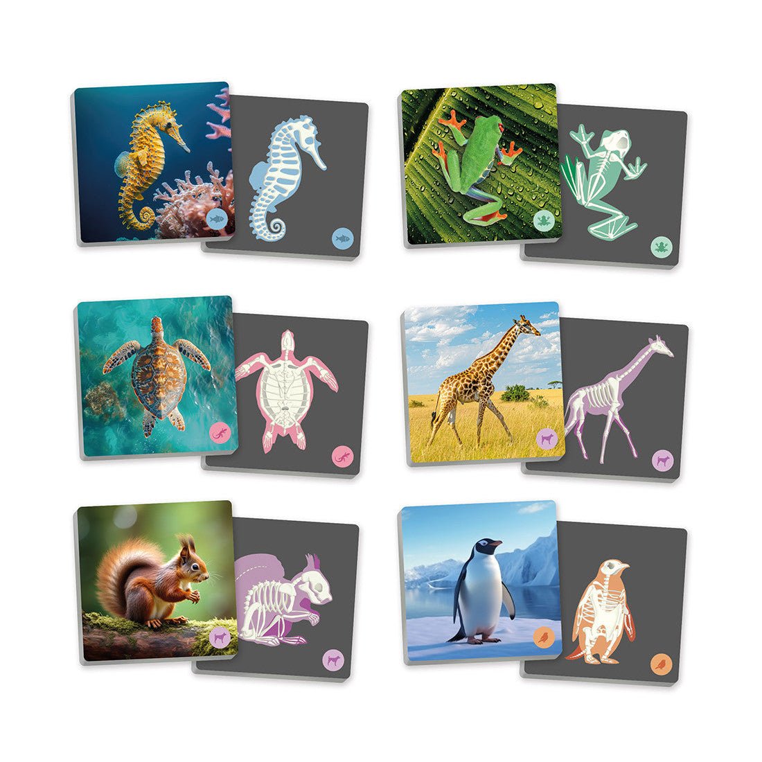 Akros - Akros - Maxi - memory - Dieren en hun skeletten - Playlaan