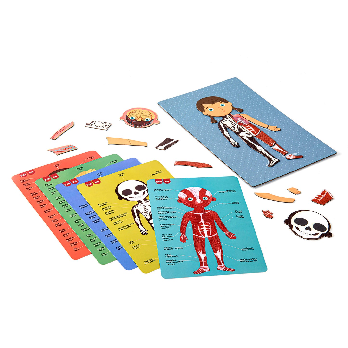 Apli Kids - Menselijk Lichaam Magneetkaart 63 - delig - Playlaan