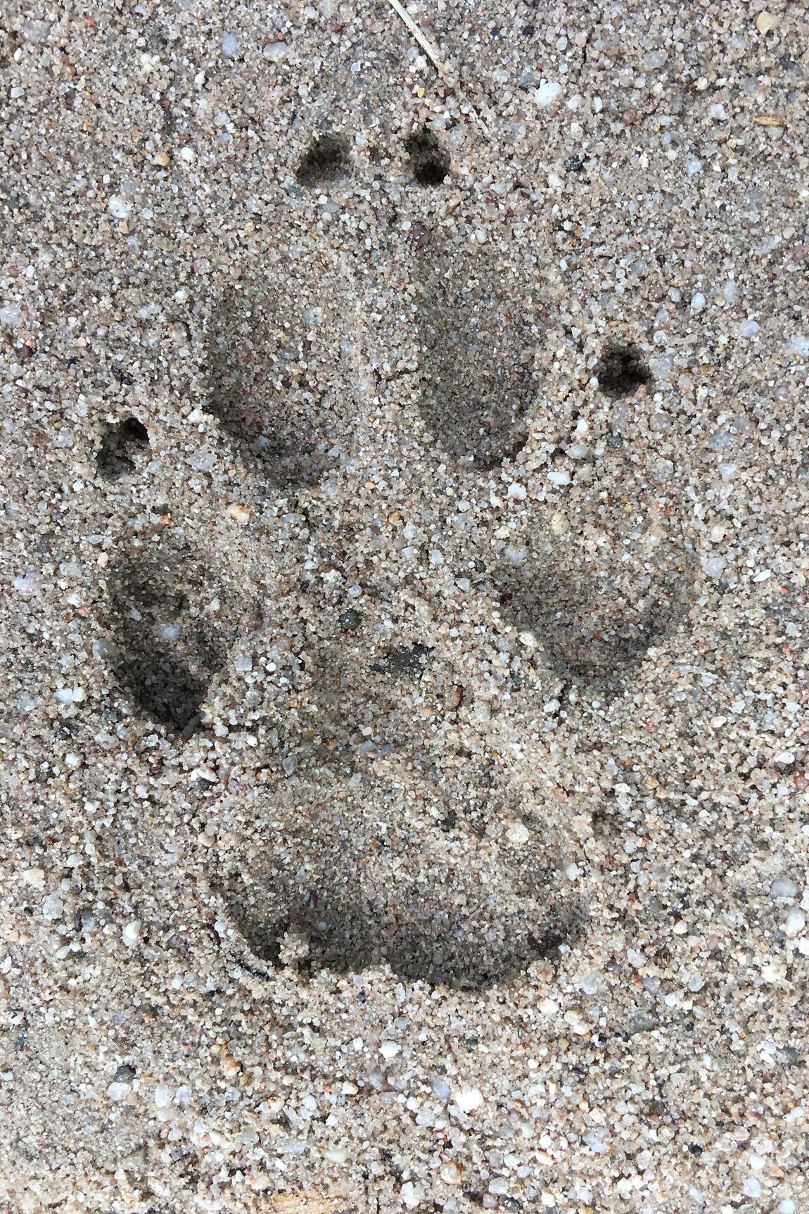 Kraul - Dierensporen Pootafdrukken Sjablonen - Playlaan