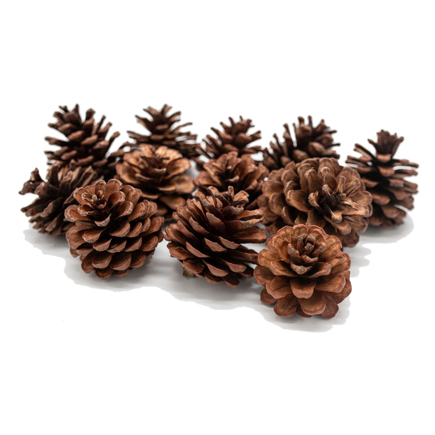 Playlaan - Dennenappels set 12stuk - Playlaan