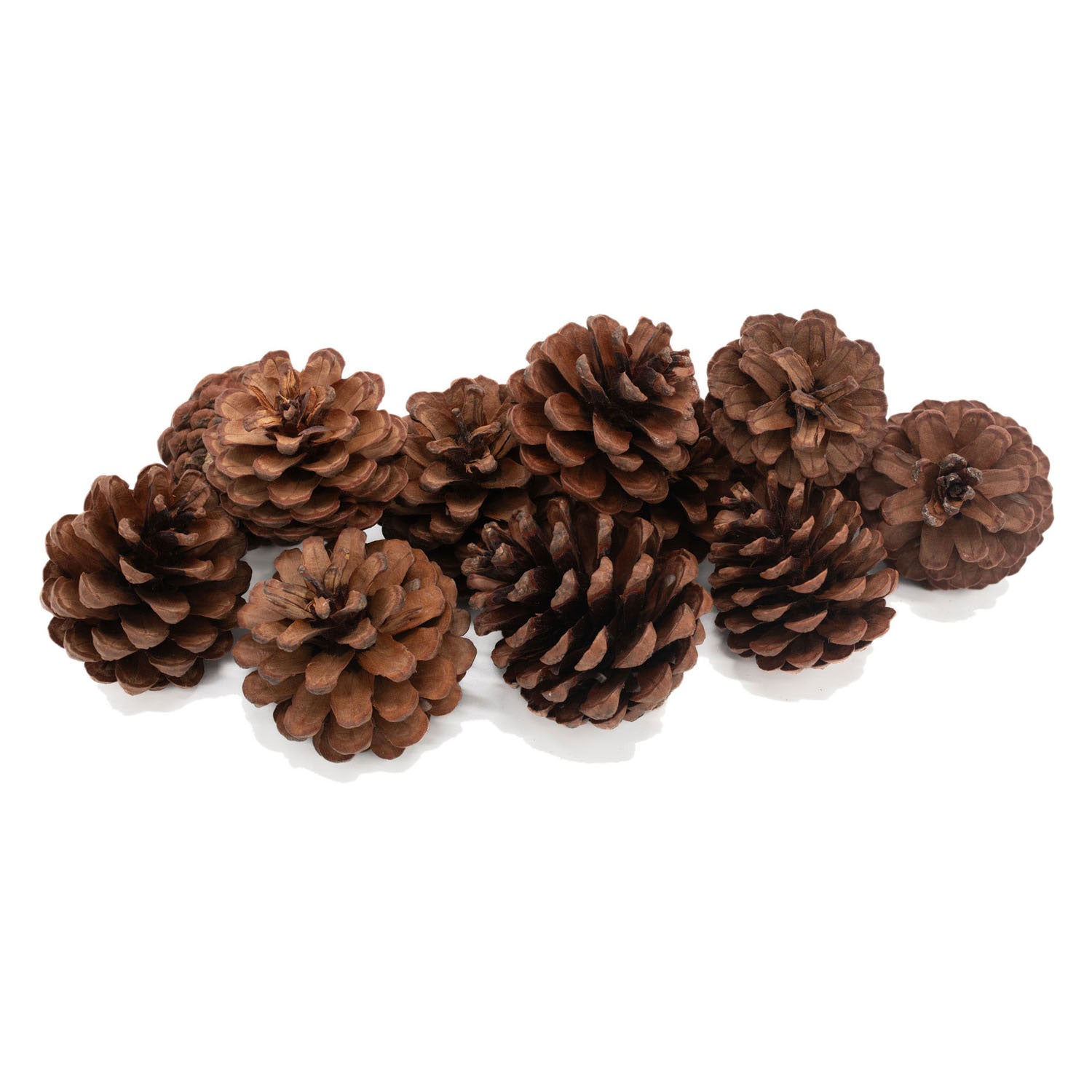 Playlaan - Dennenappels set 12stuk - Playlaan