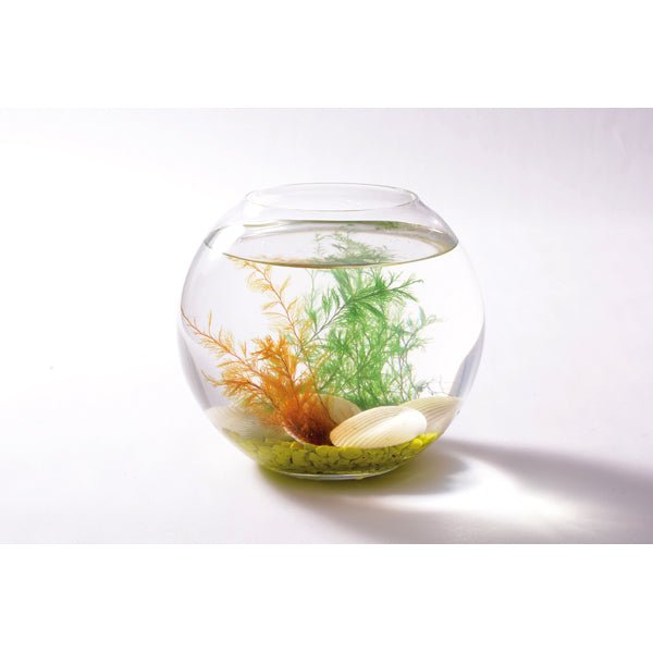 Eduplay - Magische schelp - Playlaan