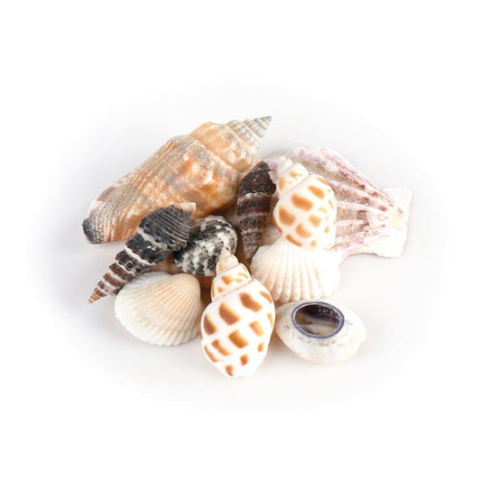 Eduplay - Schelpen in organza bag - Playlaan