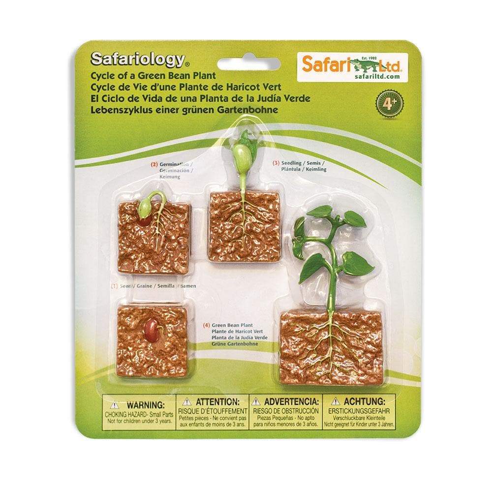 Safari Ltd - Levenscyclus van een Groene Bonenplant - Playlaan