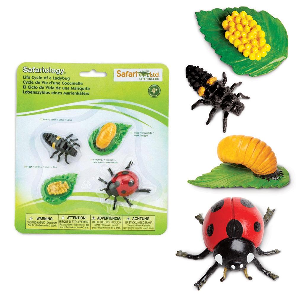 Safari Ltd - Levenscyclus van een Lieveheersbeestje - Playlaan