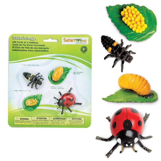 Safari Ltd - Levenscyclus van een Lieveheersbeestje - Playlaan