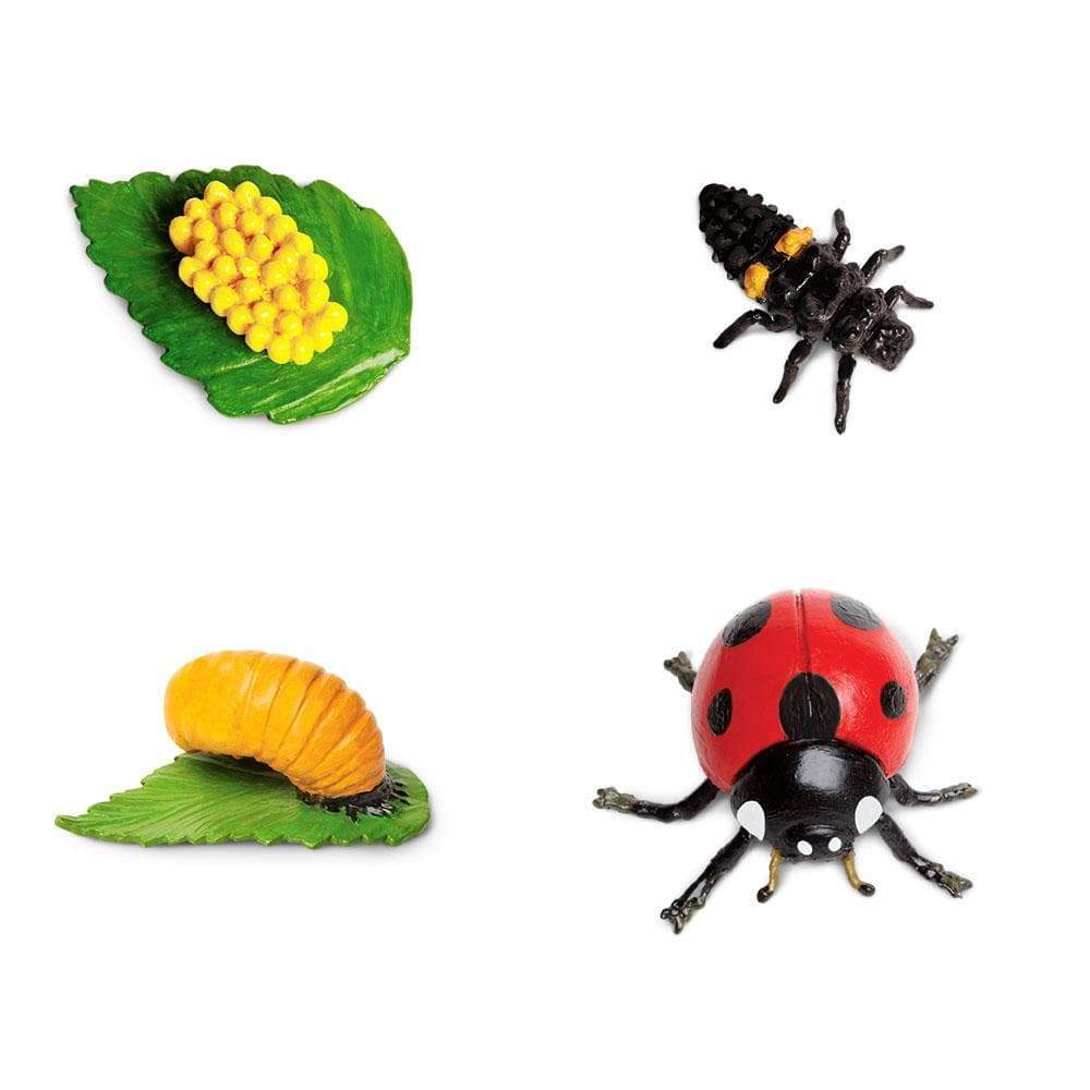 Safari Ltd - Levenscyclus van een Lieveheersbeestje - Playlaan