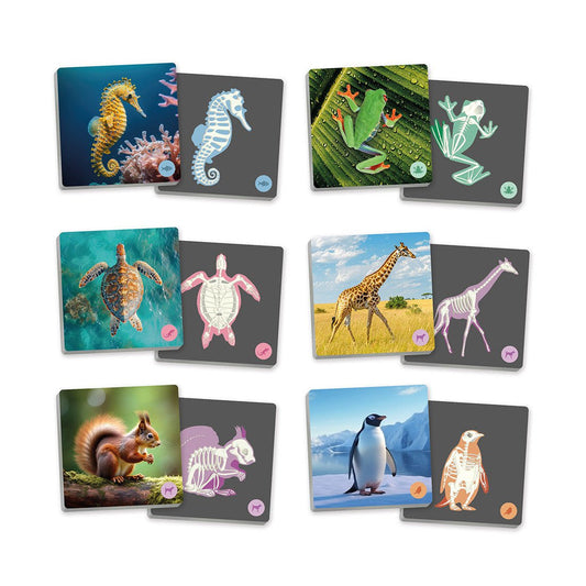 Akros - Akros - Maxi - memory - Dieren en hun skeletten - Playlaan