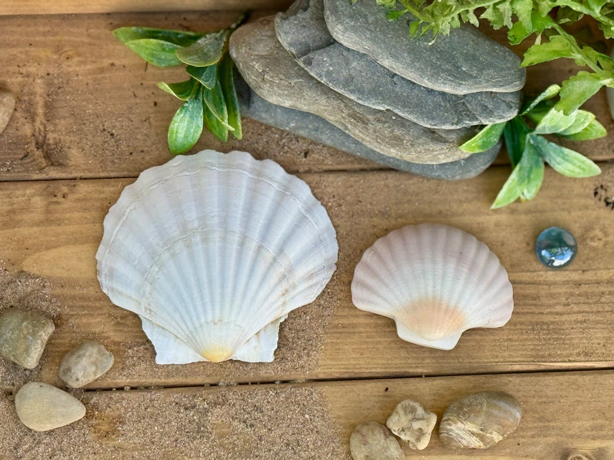 Yellow Door - Yellow Door - Sensory Play Stones - Seashells - Playlaan
